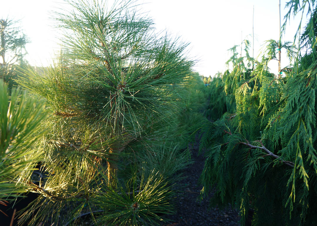 Ponderosa Pine Tree Garden Gate Nursery